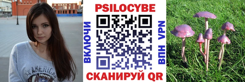 Псилоцибиновые грибы Psilocybe где можно купить Дальнегорск